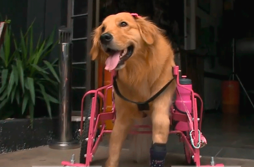  Evento ajuda na compra de cadeiras de rodas para pets