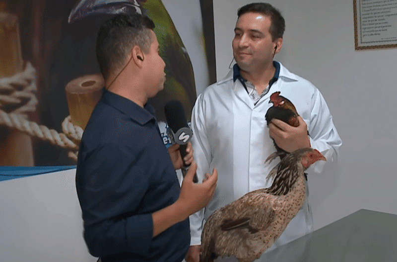  Cuidados com galinhas como animais domésticos