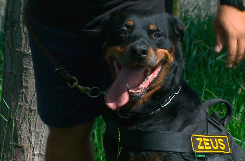  Cães da Guarda Municipal de Tietê vão se aposentar