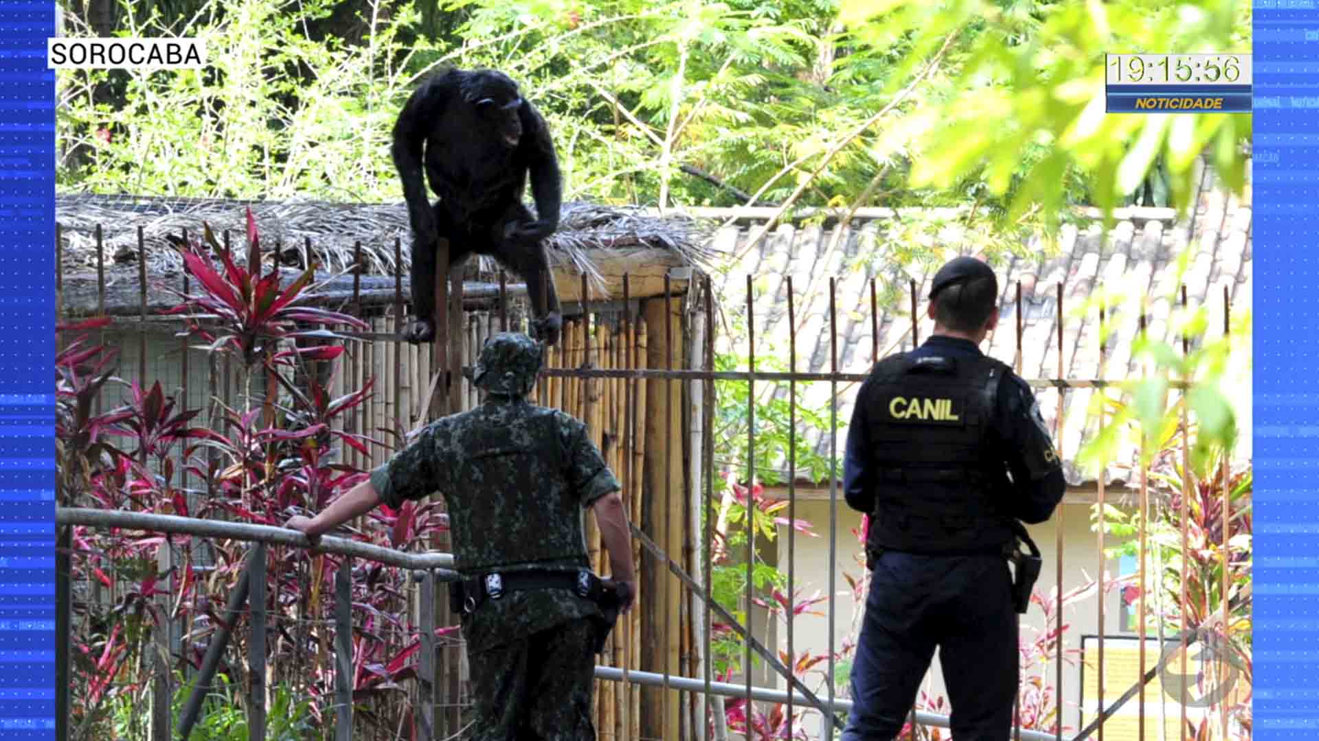 Chimpanzé é recapturada após escapar de jaula no Zoológico de Sorocaba