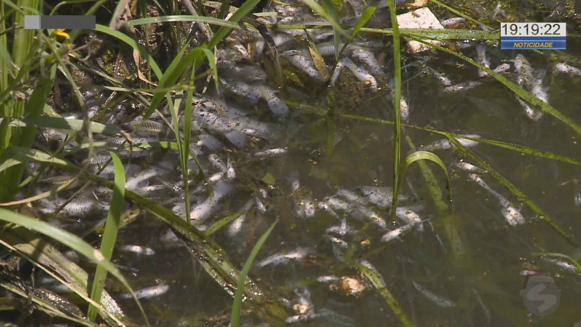 Poluição no lago do Campolim em Sorocaba