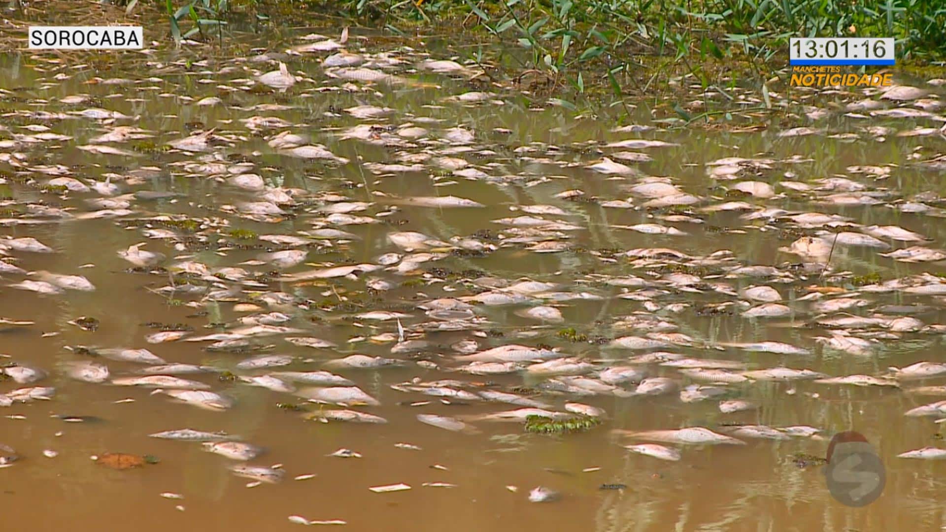 Lago do Campolim amanhece com dezenas de peixes mortos