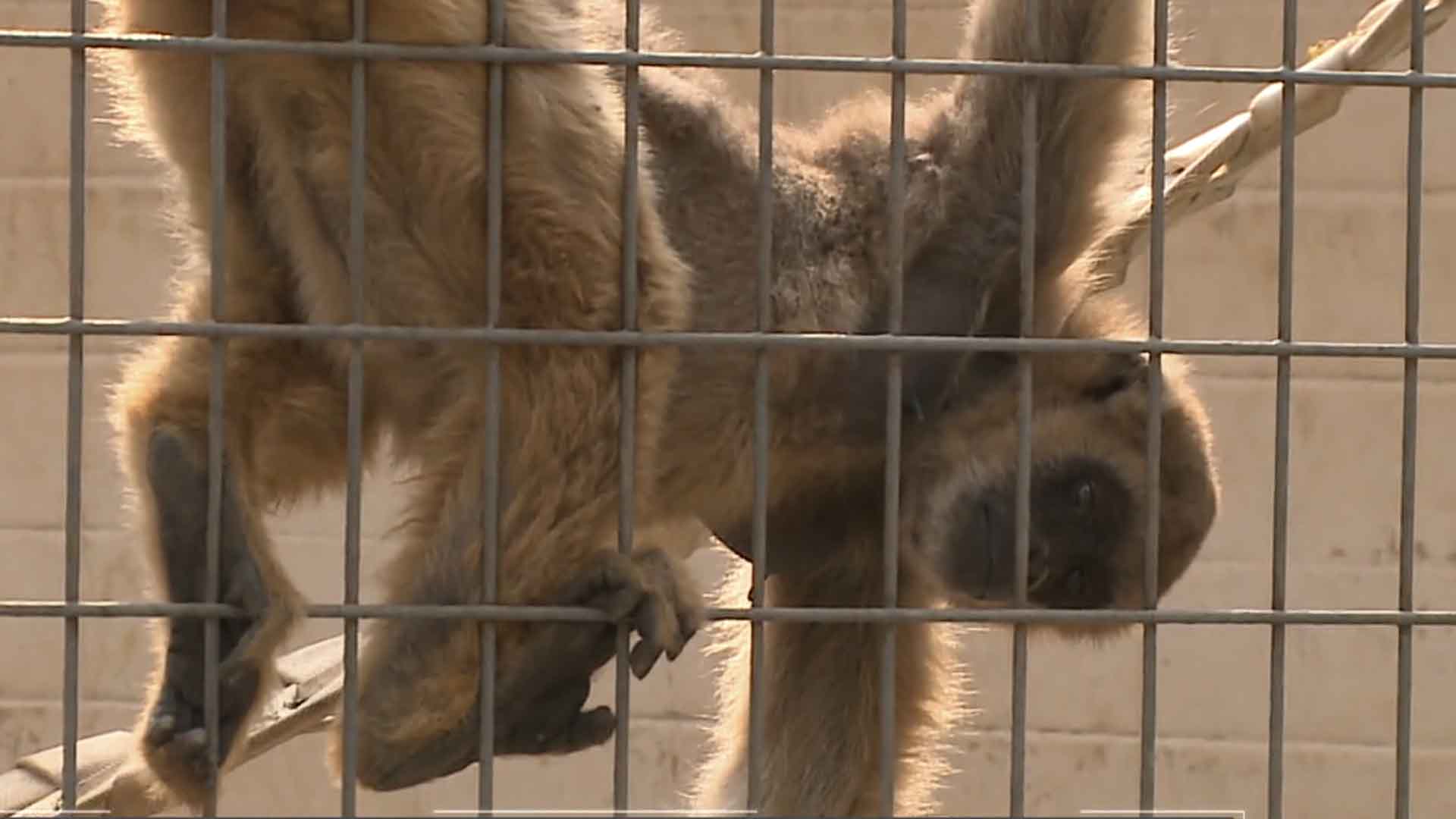 Fêmea de muriqui é transferida de Sorocaba para zoo de São Paulo