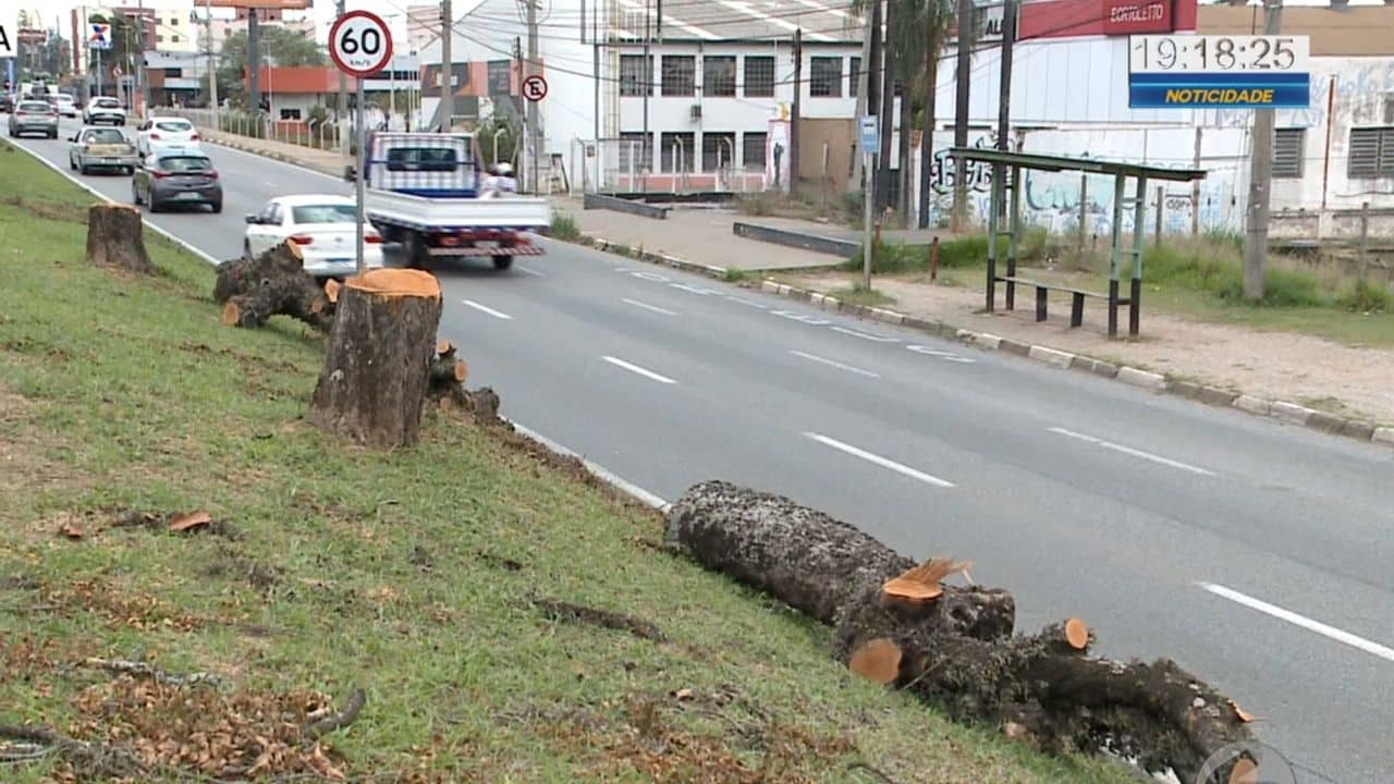 Árvores do canteiro central da Avenida Armando Pannunzio são cortadas