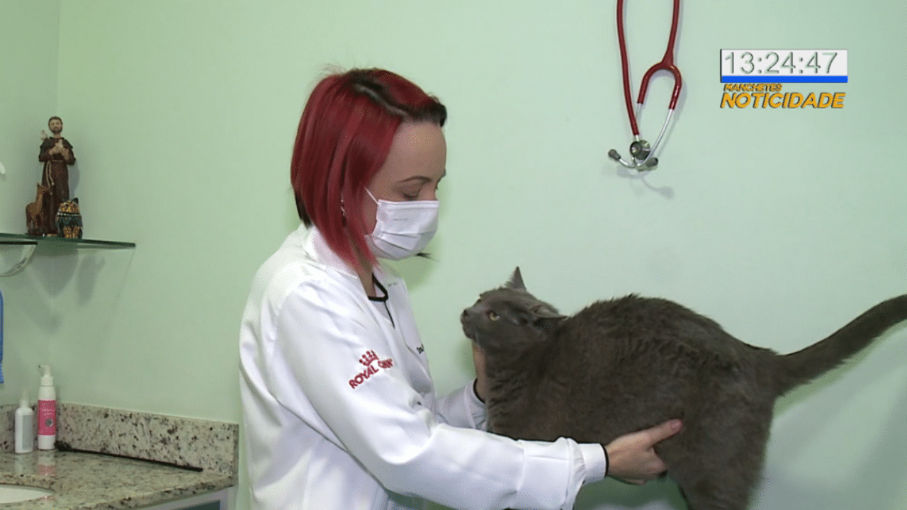 Câncer de mama também afeta as gatas