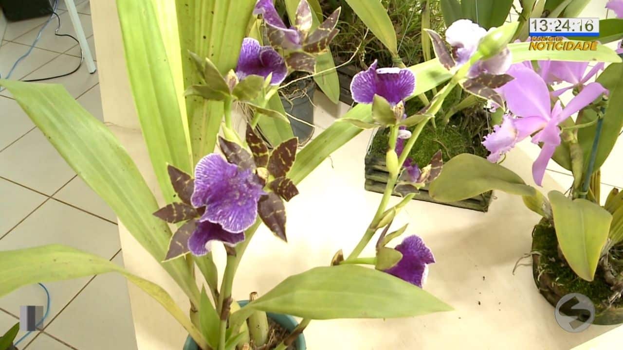 Encontro reúne apaixonados por orquídeas em Sorocaba