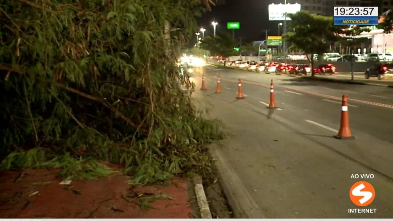 Árvore cai e interdita pista na avenida Dom Aguirre