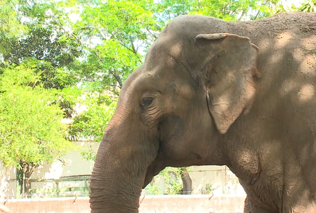 Elefante Sandro do Zoológico de Sorocaba vai ser transferido para Mato Grosso