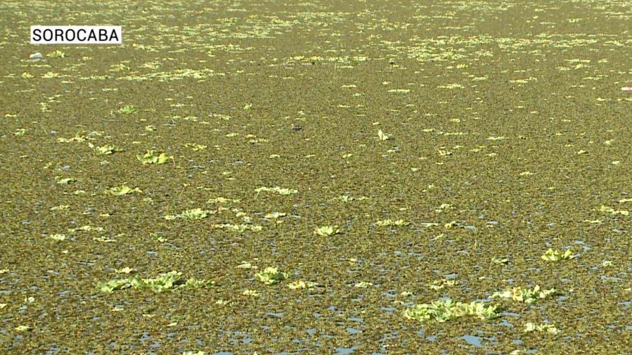 Lago é coberto por plantas aquáticas em Sorocaba