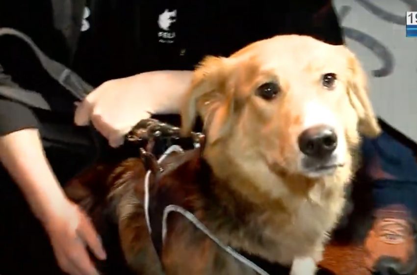  Cachorra Moana é resgatada após três horas de negociações em Sorocaba