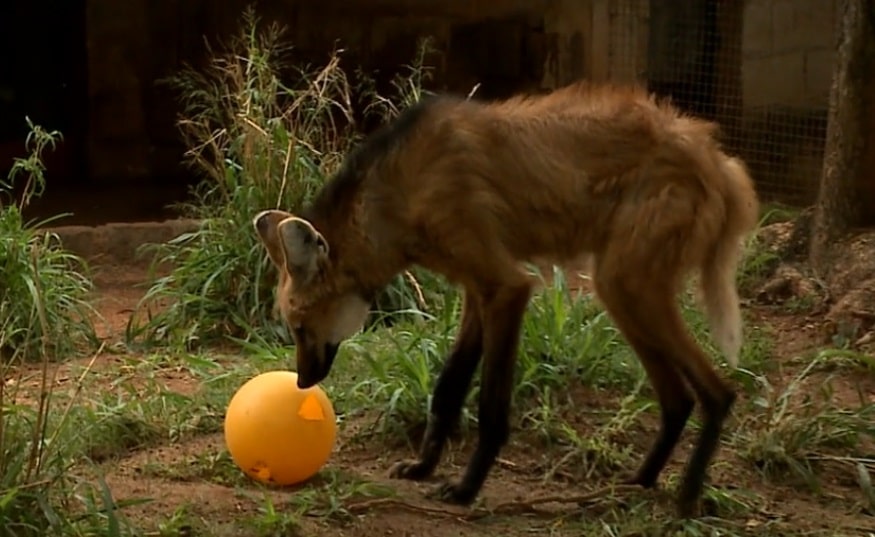 Lobos-Guará são atrações do zoológico de Sorocaba