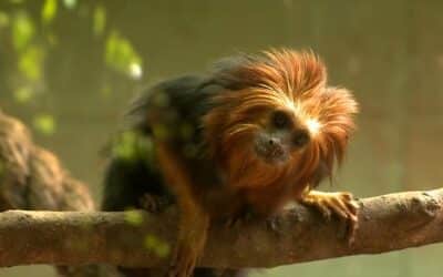 Filhotes de primatas ameaçados de extinção nascem no Zoológico de Sorocaba