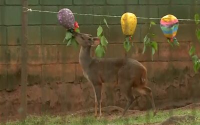 Zoológico de Sorocaba completa 55 anos com presentes para os animais