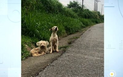 Vídeo mostra cães “velando” o amigo morto atropelado