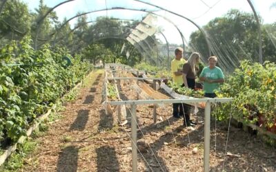 Cresce produção de frutas vermelhas em Jundiaí