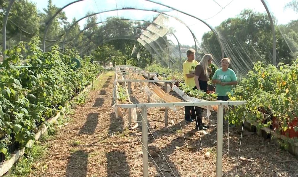 Cresce produção de frutas vermelhas em Jundiaí