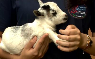 Fazenda de São Roque cria mini bichos