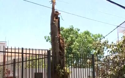 Moradores da Vila Santana sofrem com a falta de energia após queda de árvore