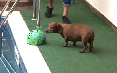 Tutores devem ter cuidados para evitar acidentes com pets na piscina