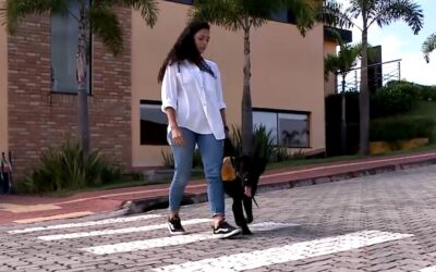 Instituto de Salto de Pirapora precisa de tutores temporários para cães-guia