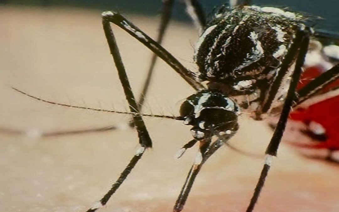 Com o aumento no número de casos de dengue, Salto decreta estado de emergência