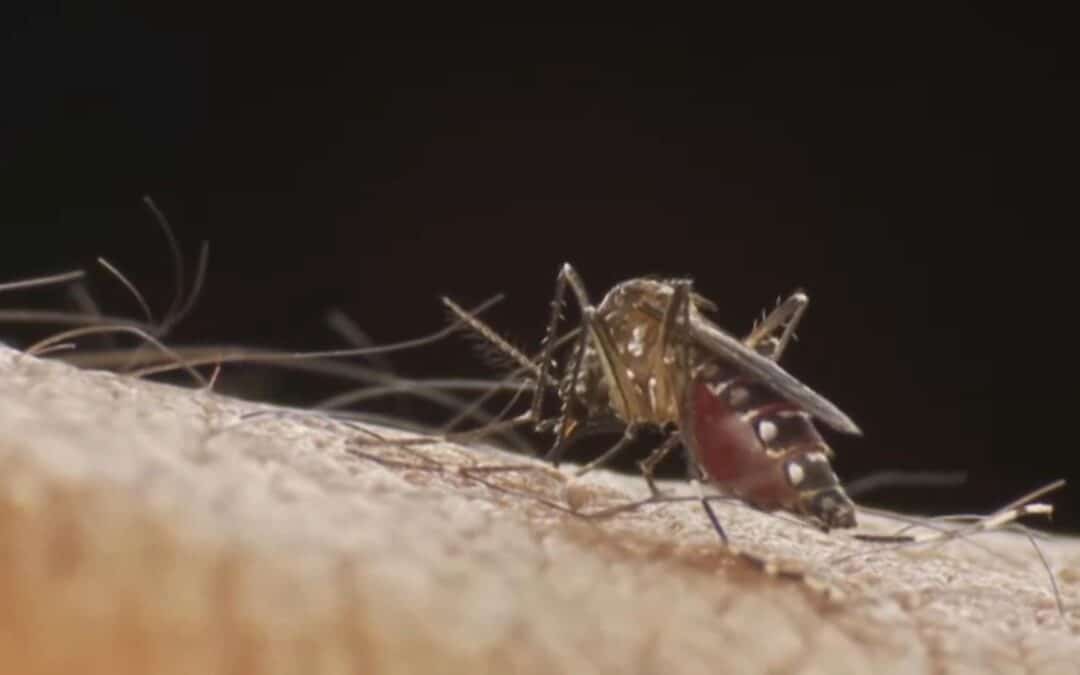 Sorocaba encerra atendimento exclusivo para pessoas com sintomas da dengue nas UBSs Sentinelas