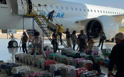 100 cães e gatos resgatados das enchentes no Rio Grande do Sul desembarcam em Sorocaba