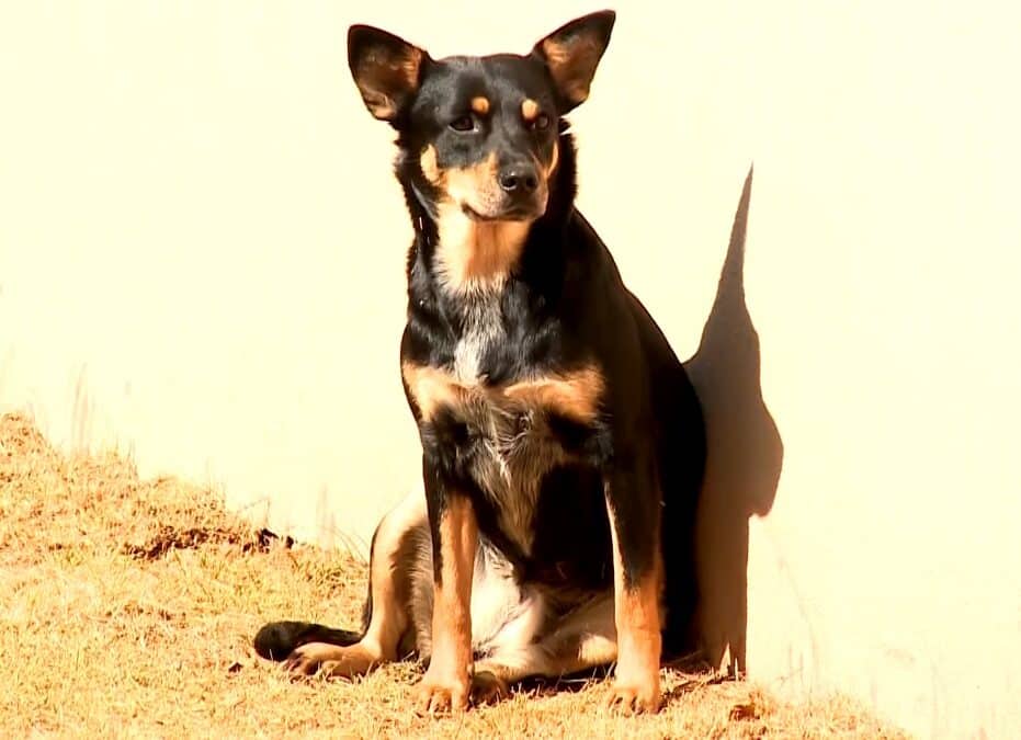 Campanha de arrecadação de ração ajuda mais de 500 animais em Jundiaí