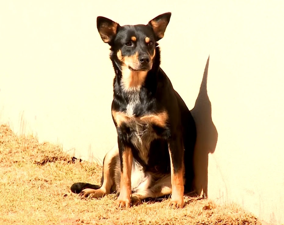 Campanha De Arrecadação De Ração Ajuda Mais De 500 Animais Em Jundiaí Tv Sorocaba 4563