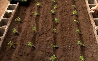 Horta leva educação ambiental e alimentação saudável a escolas de Sorocaba