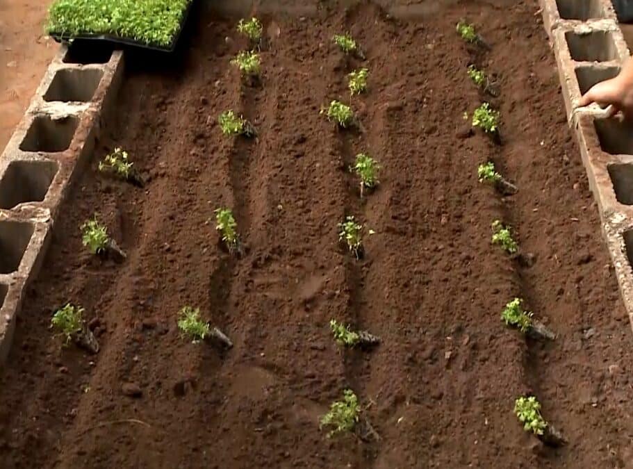 Horta leva educação ambiental e alimentação saudável a escolas de Sorocaba