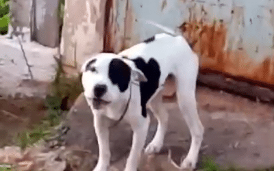 Pitbull abandonado em Sorocaba encontra lar temporário após resgate