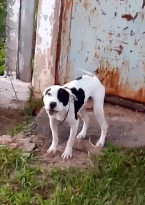 Pitbull abandonado em Sorocaba encontra lar temporário após resgate