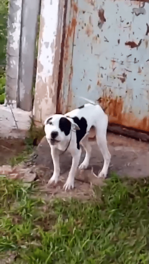 Pitbull abandonado em Sorocaba encontra lar temporário após resgate