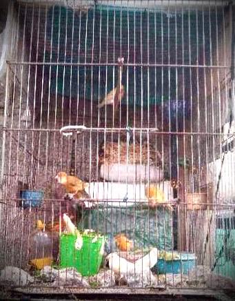 22 aves são resgatadas de maus-tratos em Campo Limpo Paulista