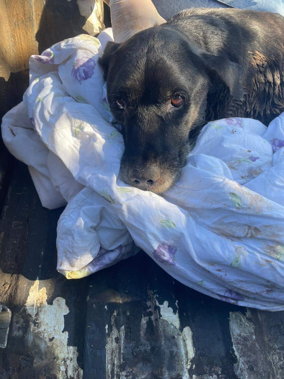 Cãozinho atropelado e ferido é resgatado de piscinão em Várzea Paulista