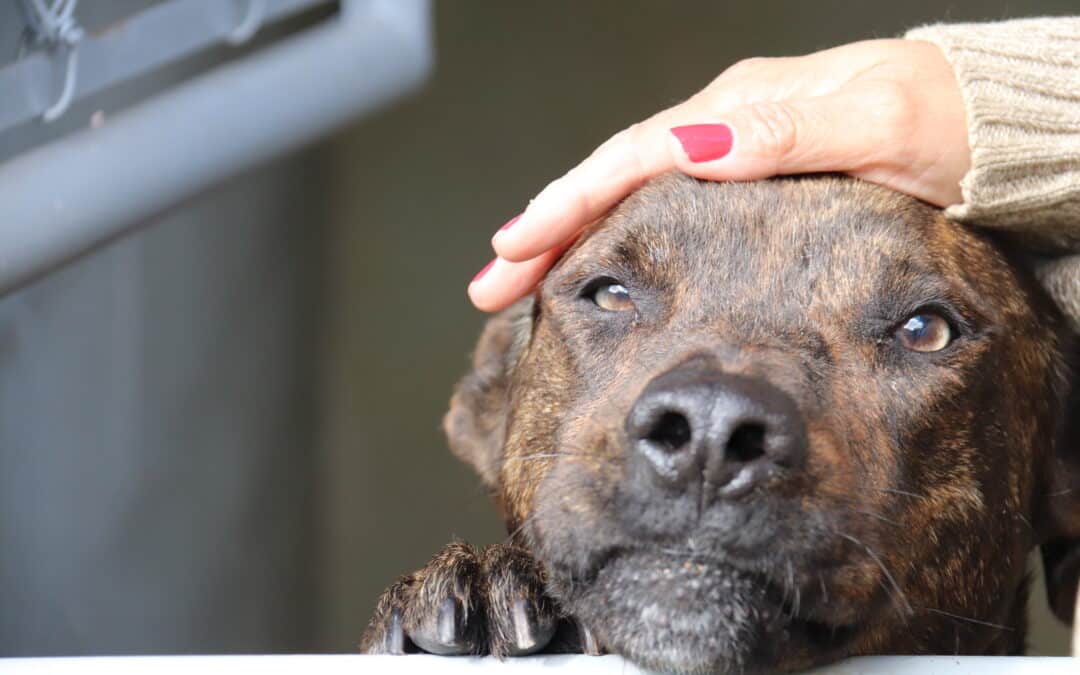 Dê um lar para um cãozinho: Feira de adoção acontece hoje em shopping de Sorocaba