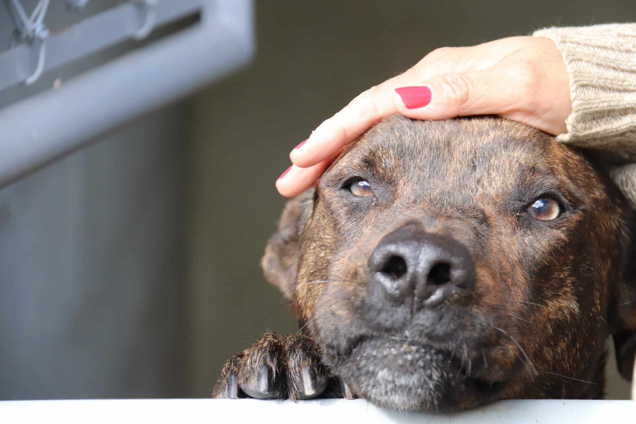 Dê um lar para um cãozinho: Feira de adoção acontece hoje em shopping de Sorocaba