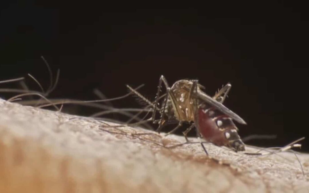 Sorocaba atinge marca de 40 mil casos de dengue no ano