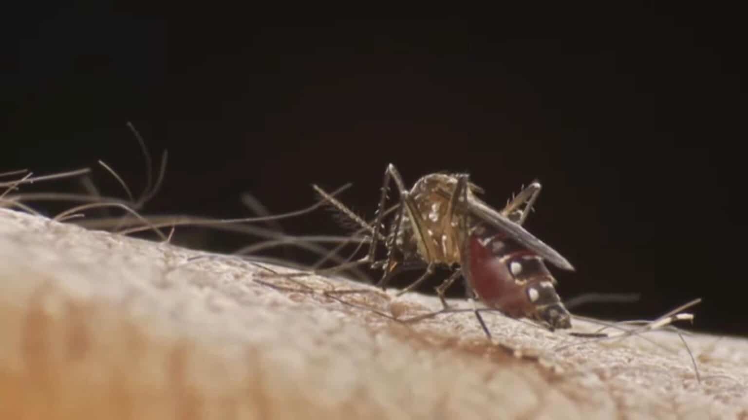 Imagem do mosquito da dengue.