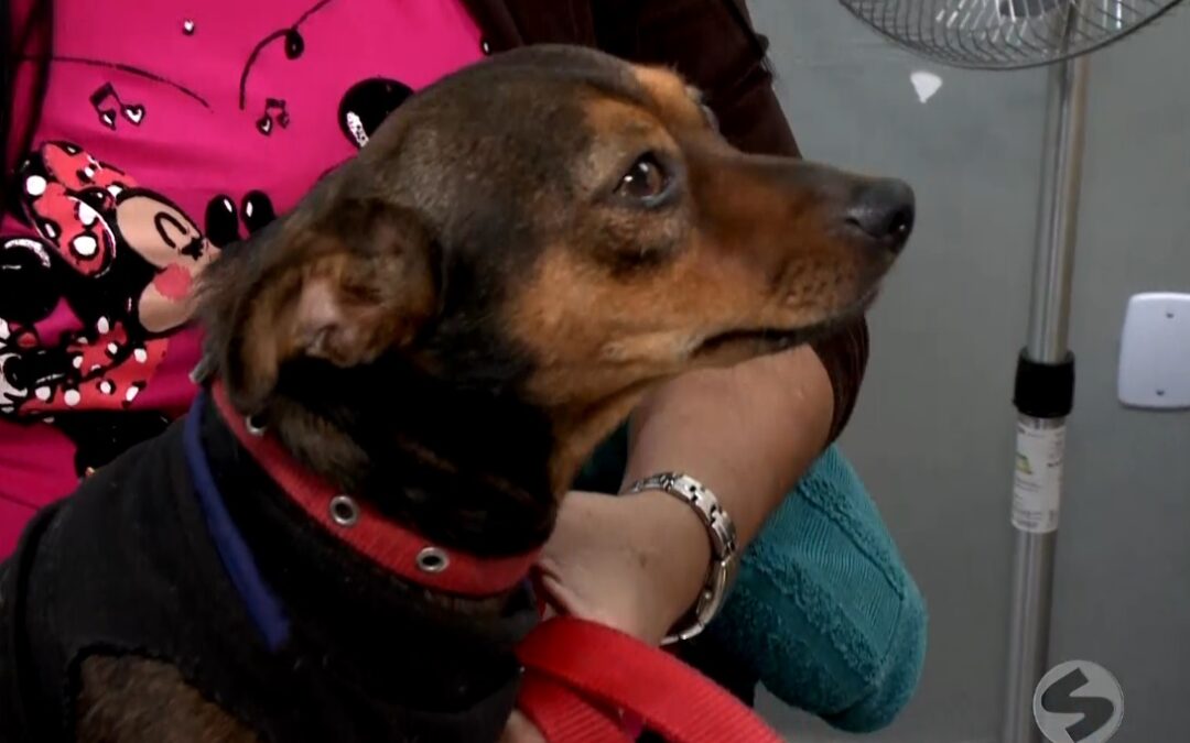 Ambulatório pet em Itapetininga oferece atendimento gratuito para cães e gatos