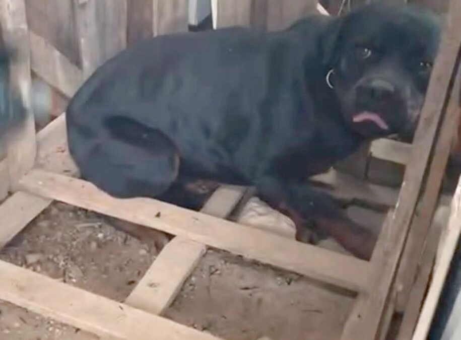 Bombeiros e Defesa Civil resgatam cachorro de incêndio em Várzea Paulista