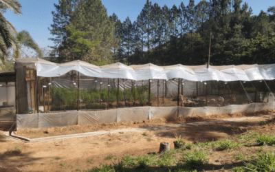 Polícia Civil apreende plantação de maconha em Campo Limpo Paulista