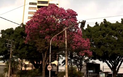 Florada dos ipês embeleza as cidades e encanta moradores