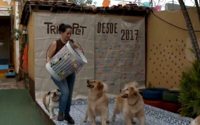 Procura por hotéis para pets aumenta neste período do ano