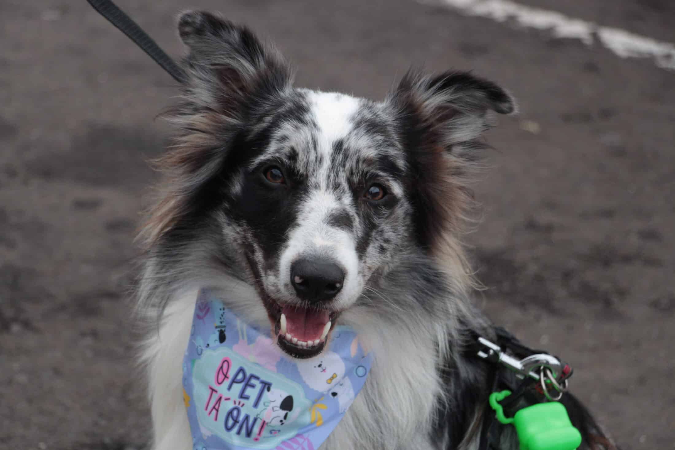 Cachorro no evento do Pet Weekend