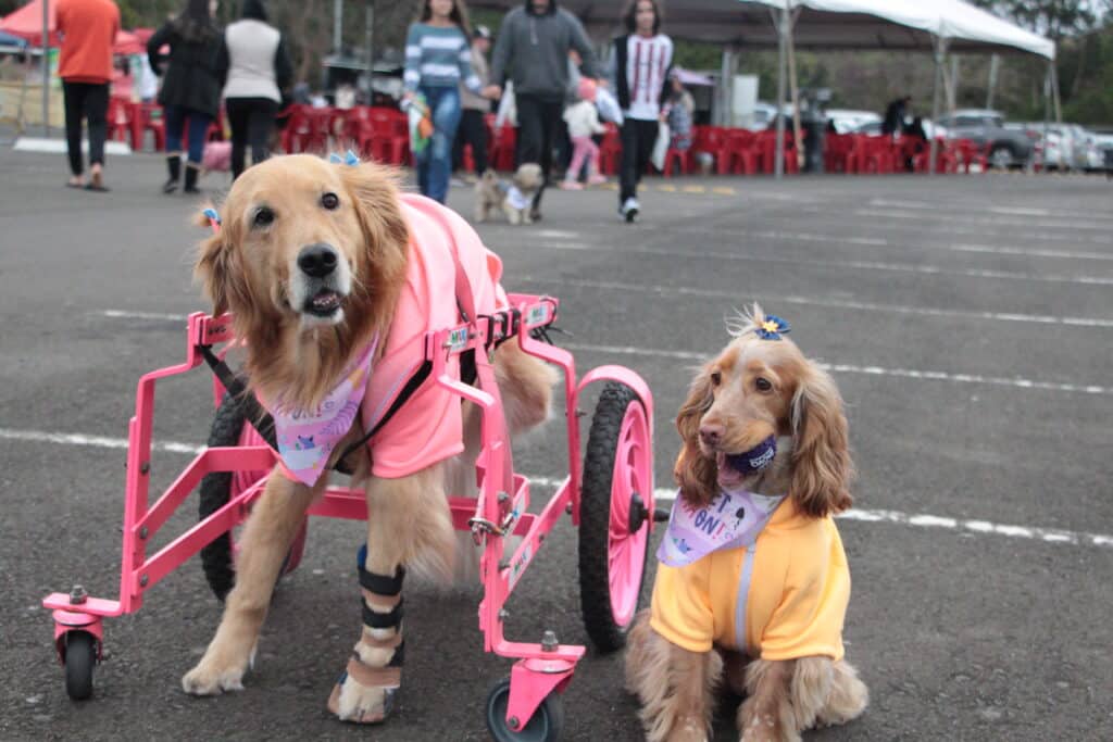 Pets que participaram do Pet Weekend.