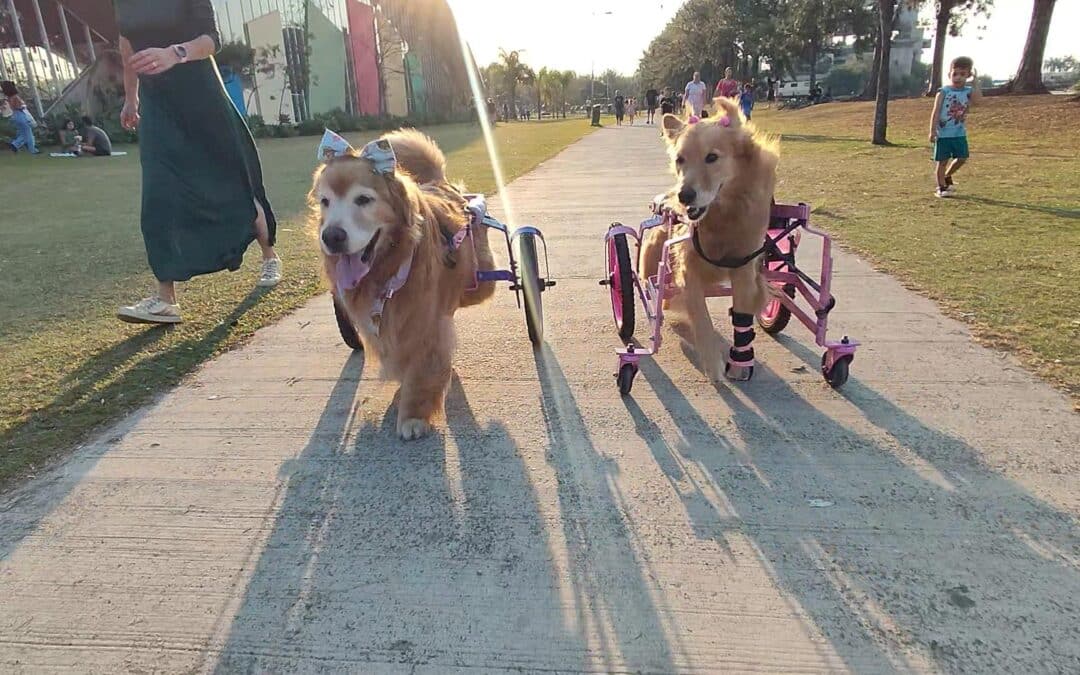 Casal de Sorocaba com cachorra especial cria projeto de doação de cadeiras de rodas para pets