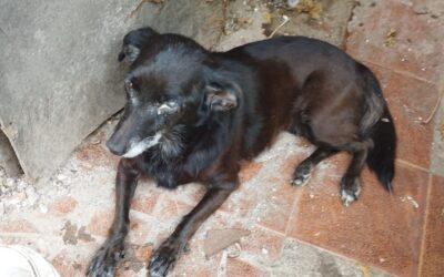 Cães em situação de maus-tratos são resgatados em Jundiaí