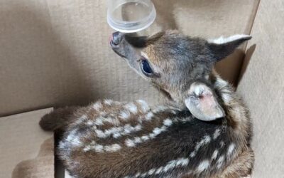 Incêndios na região afetam diferentes animais em áreas de mata